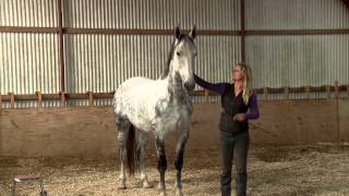 Training Dutch show jumper When Horses Choose by Mia Lykke Nielsen [upl. by Enelehcim]