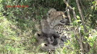 Malaikas two week old Cheetah Cubs [upl. by Anawqahs]