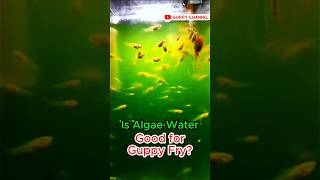 Is Algae Water Good for Guppy Fry  aquarium guppyfishtank fishtank chill [upl. by Enitsua]