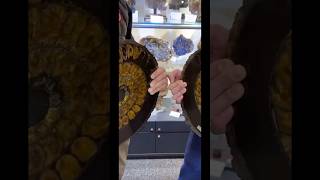 Massive Ammonite Fossil Opening [upl. by Lisbeth]