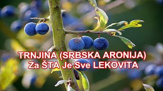 TRNJINA SRBSKA ARONIJA  Za ŠTA Je Sve LEKOVITA [upl. by Ikkiv]