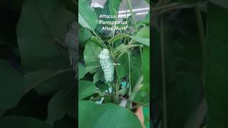 Attacus Atlas Formosanus Atlas Moth shortvideo insect taipeizoo taiwan atlas atlasmoth [upl. by Janos]