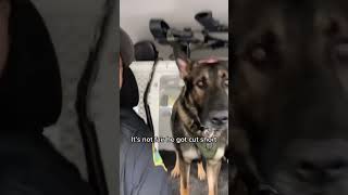 K9 gets cut short viral shorts [upl. by Zakaria]