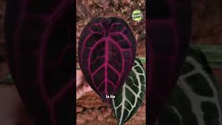 Anthurium Magnificum  Care amp Maintenance anthurium magnificum anthuriumcare anthuriummagnificum [upl. by Enobe]