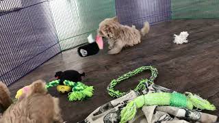 Willow Puppy Playday  Maltipoo puppies maltese poodle mix puppies [upl. by Cence767]