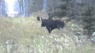 Alberta Canada Moose Hunting  Calling In A Moose amp The One That Got Away [upl. by Lozano]