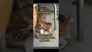 OYEN kecil paling BAR BAR NYOSORrrrr AJashortvideo kucing kucingabuabuyanglucu [upl. by Rudolf]