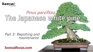 The Japanese white pine Part 3 Repotting and Maintenance [upl. by Bremser]