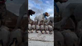 A day well spent following bird dogs in chukar country redshunting [upl. by Idolla]