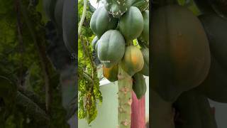 Papaya Fruitebenifits🌴🍐viralvideoshorttrendingvideo papayabenefitspapayafruitfruitcutting [upl. by Nnyluqcaj]