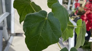 Sterculia africana repot  7th October 2024 [upl. by Esilegna968]