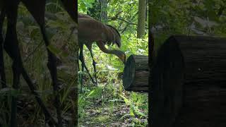 Wait for it… behind the fallen log Baby sand hill crane ❤️ [upl. by Biancha]