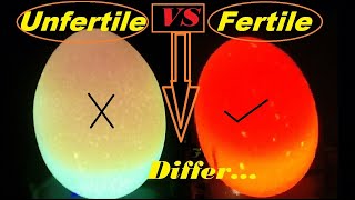 How to check if an egg is Fertile or Infertile  Candle Light Test For Fertile And infertile Eggs [upl. by Boot]