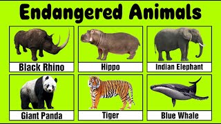 Endangered Animals for kids [upl. by Rempe]