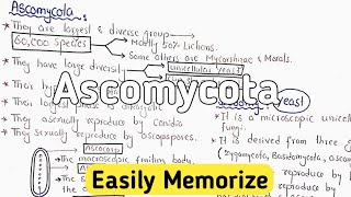 Ascomycota Life Cycle  Characteristics [upl. by Okorih773]