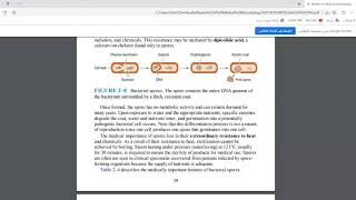 10 Bacterial Spore بالعربي [upl. by Nicholle992]