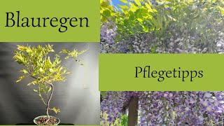 Blauregen Pflegetipps der Weg zur Blüte [upl. by Siravaj]