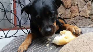 ζ Rottweiler Eating Big Loaf Of Bread [upl. by Eerak938]