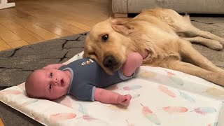 Golden Retriever Adopts Adorable Baby As His Own Cutest Ever [upl. by Ikkela]