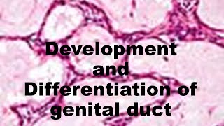 45 development and differentiation of genital duct [upl. by Eiznik]