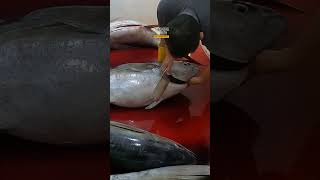 cutting a big tuna fish for Sashimi [upl. by Syah]