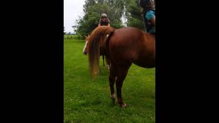 Funny Horse fart hilarious [upl. by Jeana740]