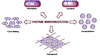 Enzyme immobilization physical method [upl. by Libys]