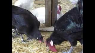 La Flèche Exposition Européenne dAviculture Metz 2015 french Chicken Breed [upl. by Eikcuhc487]