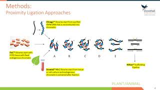 Chicago® and Dovetail™ HiC yield chromosome length scaffolds of the Ixodes scapularis genome [upl. by Avehs888]