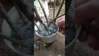 Lanzones fruit tree stem cuttings after 21 days [upl. by Sothena]