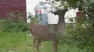 Ontario Whitetail Deer  Rainy River Spike Buck Harris Hill Resort [upl. by Etiuqram]