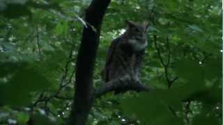 Great Horned Owl Duet Sept 15 2012 [upl. by Aynosal166]