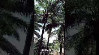 Nature Park Walk youtubecreatorcommunity sindyakpolo shortsvideo naturelovers nature walking [upl. by Sherye]