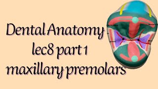 Dental Anatomypremolars part1 [upl. by Lotti852]