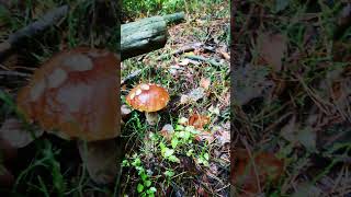 Grzyby 2024 fungi mushroom boletus [upl. by Niffirg]