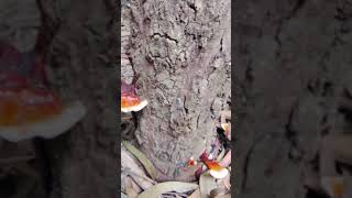 Reishi mushroom🍄plantgenetics plant biology biotechnology study science nature shorts video [upl. by Leahcimdivad691]