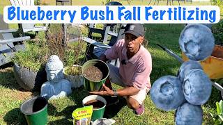 Blueberry Bush Fall Fertilizing garden gardening [upl. by Ahsinet]