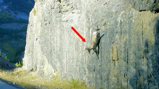 How do Mountain Goats stand on steep cliffs These Goats can climb rocks better than people [upl. by Eigna]