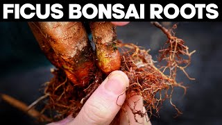 Ficus Bonsai Trees  Repotting and Root Pruning Methods 🌱 [upl. by Imak]