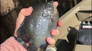 Waccamaw River Bream Fishing 52 Total [upl. by Nemra548]