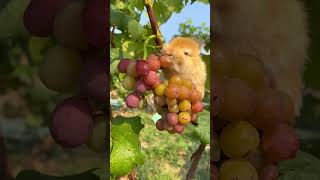 Little rabbit is eating grapes on the tree🍇🍇🌴🌴 [upl. by Nelyak]