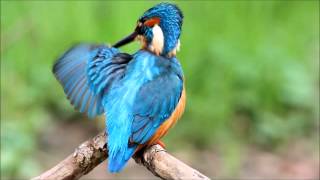 Kingfisher  Eisvogel  Isfugl [upl. by Marlena]