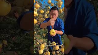 Big pear fruit picking test eating so sweet fresh harvest natural satisfying [upl. by Tirb]