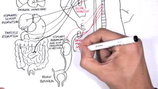 Neurology  Autonomic Nervous System [upl. by Botnick]