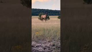 “You Shot Her In The A” elk hunting elkhunting [upl. by Naivaf753]