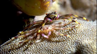 Flat Rock Crab Molts John M Uscian  2024 [upl. by Ahseina]