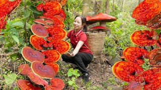 Harvest wild Lingzhi mushrooms goes to the market sell Lingzhi mushrooms soaked in sticky rice wine [upl. by Euqininod245]