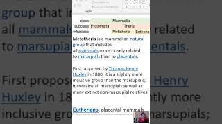 mammalia  subclas  prototheria and eutheria monotremes mammals [upl. by Aerdnna]