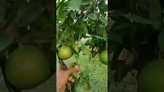 Minneola orange fruit nature mineola pakistan shorts citrus farming orange pattoki asia [upl. by Tyler389]