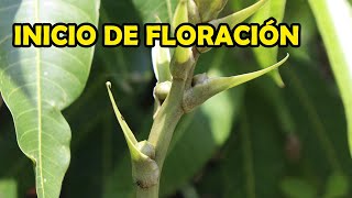 INICIO DE FLORACIÓN DE LA FLOR DEL ESPÍRITU SANTO Peristeria elata [upl. by Magas]